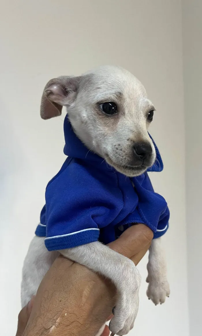 Cachorro ra a SRD-ViraLata idade 2 a 6 meses nome Banzé 