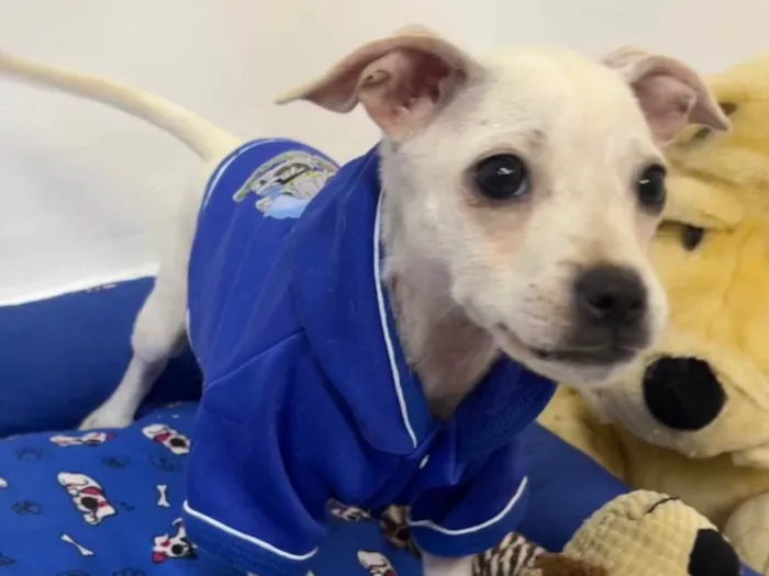 Cachorro ra a SRD-ViraLata idade 2 a 6 meses nome Banzé 