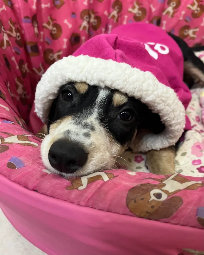 Cachorro ra a SRD-ViraLata idade 2 a 6 meses nome Nenê