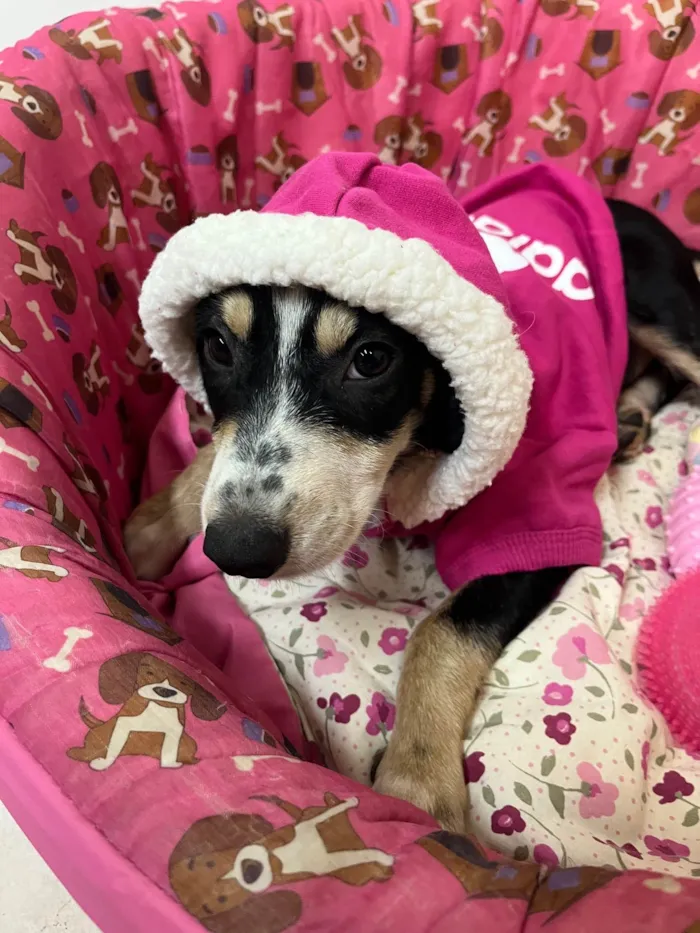 Cachorro ra a SRD-ViraLata idade 2 a 6 meses nome Nenê