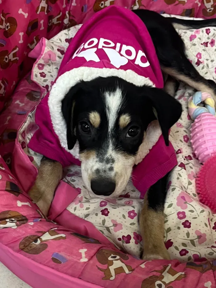 Cachorro ra a SRD-ViraLata idade 2 a 6 meses nome Nenê