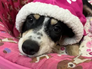 Cachorro raça SRD-ViraLata idade 2 a 6 meses nome Nenê