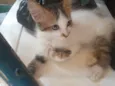 Mia