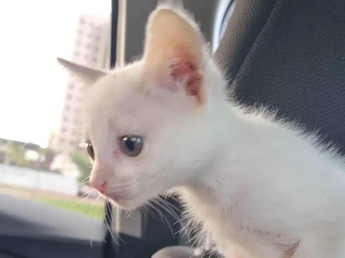 Gato ra a SRD-ViraLata idade Abaixo de 2 meses nome Sabrina