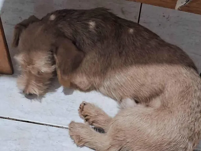 Cachorro ra a SRD-ViraLata idade 4 anos nome Hoffa