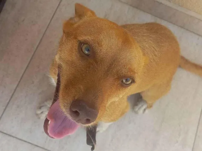 Cachorro ra a SRD-ViraLata idade 3 anos nome Molly