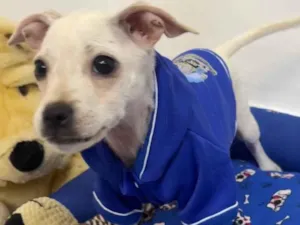 Cachorro raça SRD-ViraLata idade 2 a 6 meses nome Banzé 