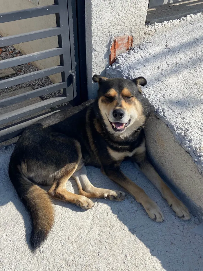 Cachorro ra a SRD-ViraLata idade 4 anos nome Boris 