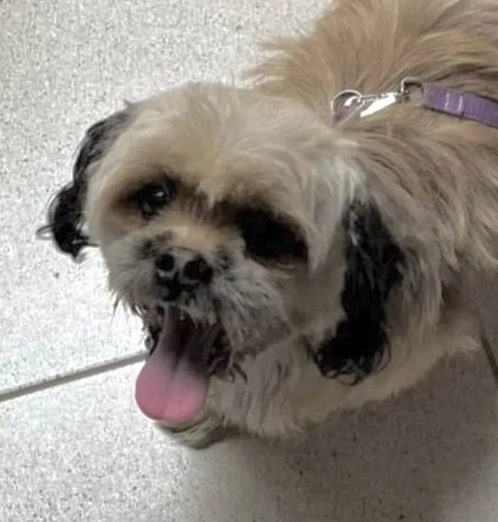 Cachorro ra a Mestico  idade 7 a 11 meses nome Bento 