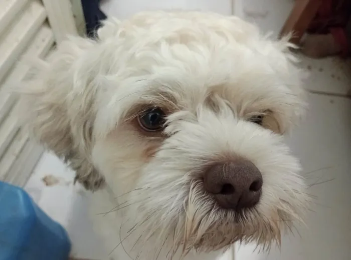 Cachorro ra a Mestico  idade 7 a 11 meses nome Bingo 