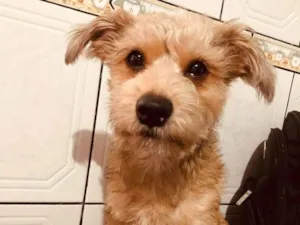 Cachorro raça SRD-ViraLata idade 2 anos nome Theo