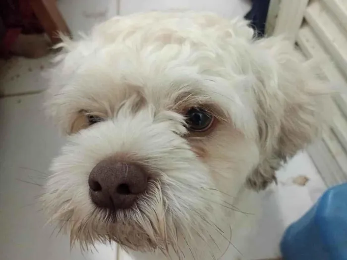 Cachorro ra a Mestico  idade 7 a 11 meses nome Bingo 