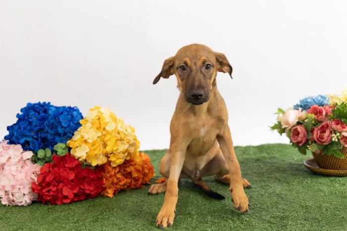 Cachorro ra a SRD-ViraLata idade 2 a 6 meses nome Teco 