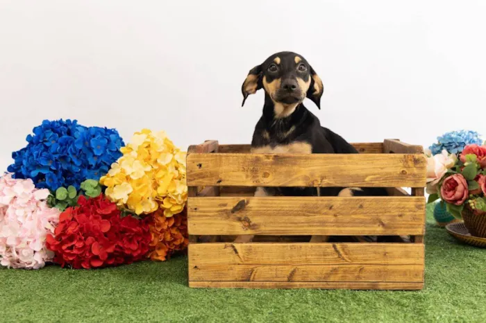 Cachorro ra a SRD-ViraLata idade 2 a 6 meses nome Sol 