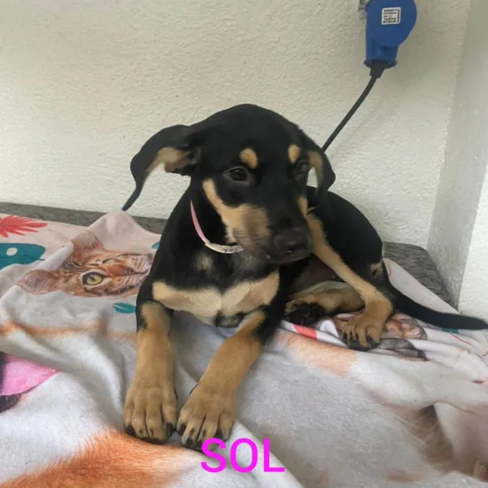 Cachorro ra a SRD-ViraLata idade 2 a 6 meses nome Sol 