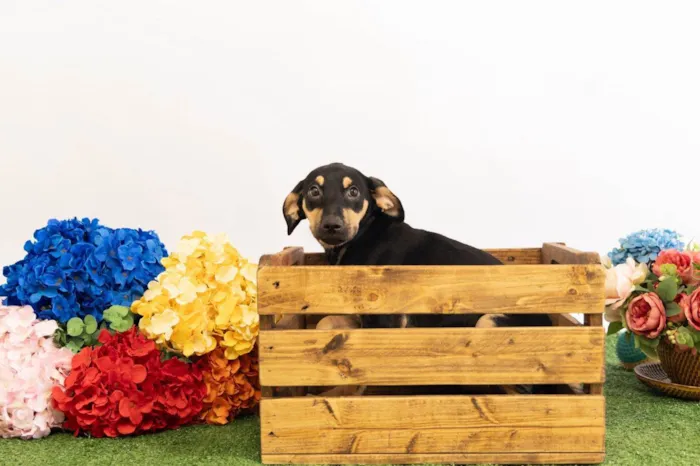 Cachorro ra a SRD-ViraLata idade 2 a 6 meses nome Sol 