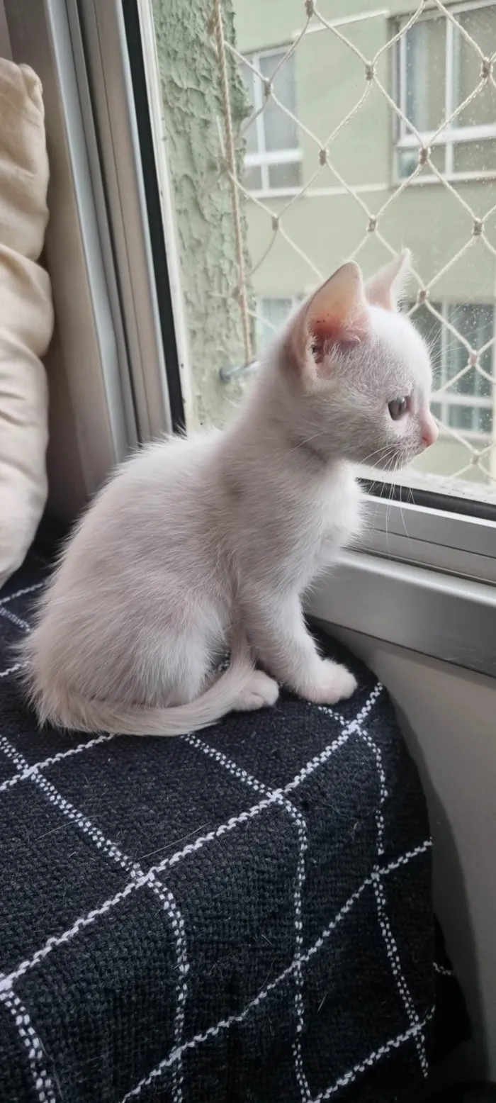 Gato ra a SRD-ViraLata idade Abaixo de 2 meses nome Sabrina