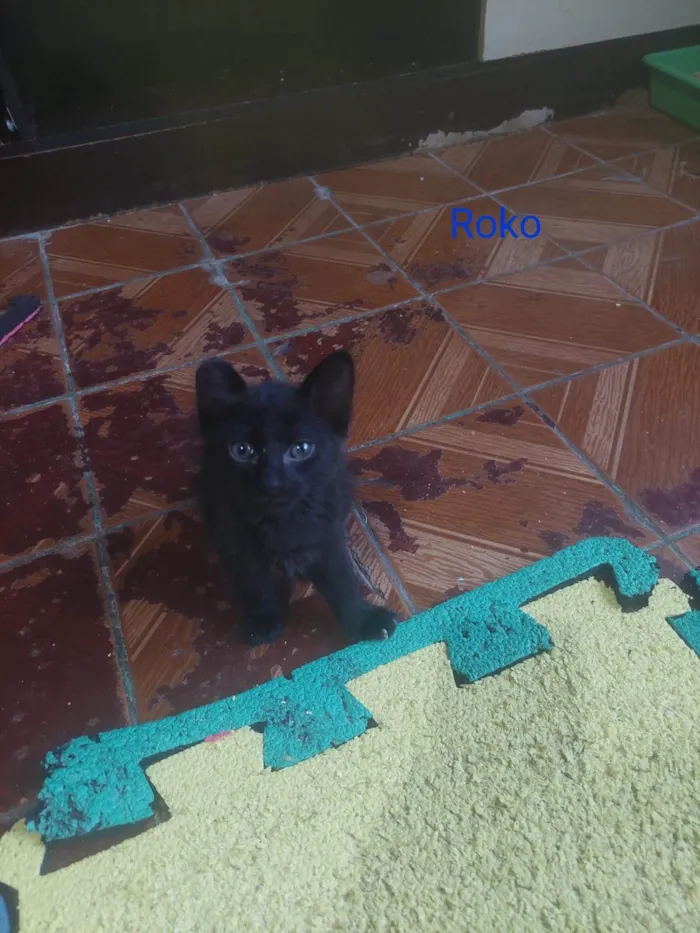 Gato ra a SRD-ViraLata idade 2 a 6 meses nome  Puma e Roko