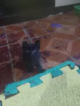 Puma e Roko