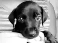 Lua,fred,Bob,mel,Lala,bela