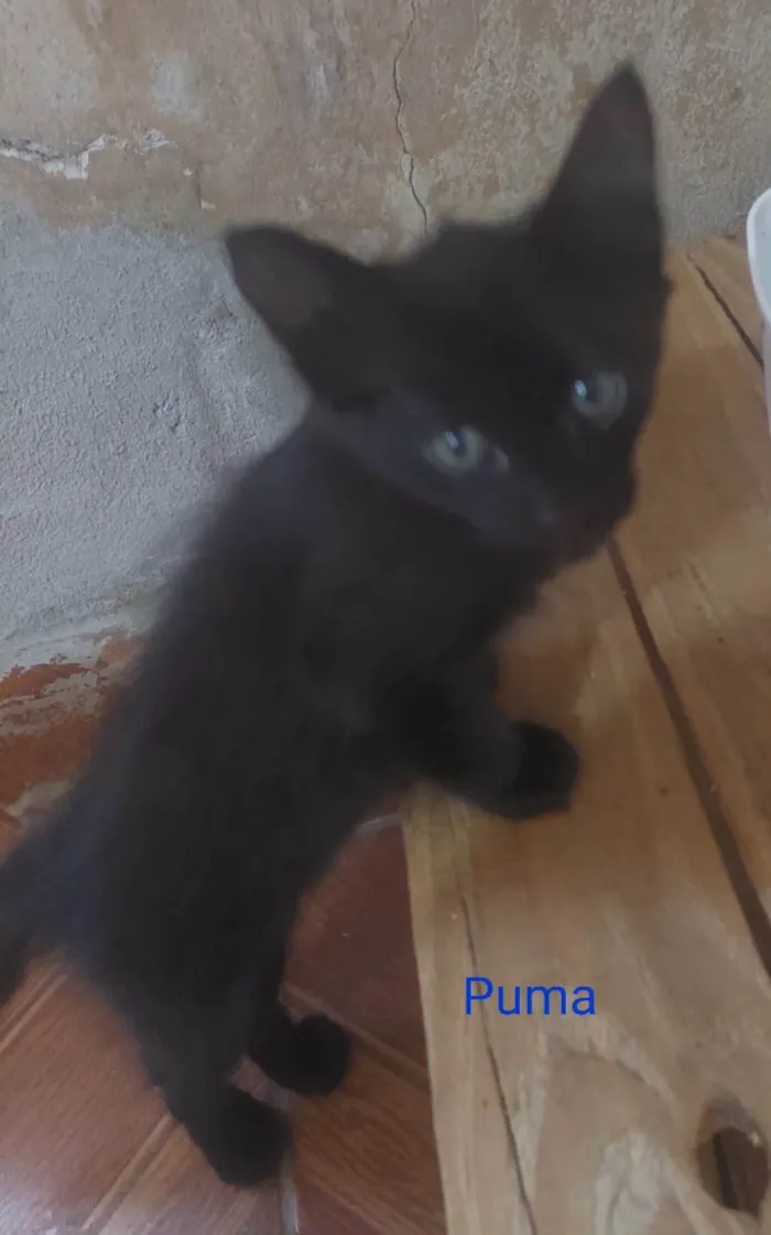 Gato ra a SRD-ViraLata idade 2 a 6 meses nome  Puma e Roko