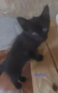 Puma e Roko
