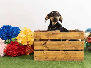 Cachorro raça SRD-ViraLata idade 2 a 6 meses nome Sol 
