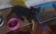 Puma e Roko