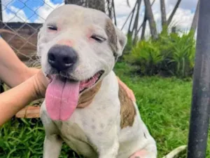 Cachorro raça Pit-Bull idade 2 anos nome Theo 