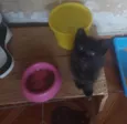 Puma e Roko