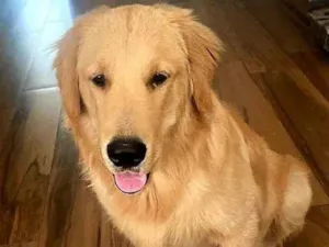 Cachorro raça Golden idade 7 a 11 meses nome Marley