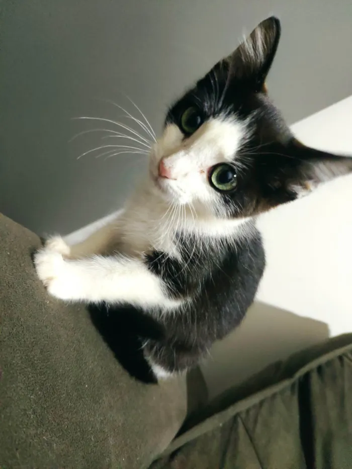 Gato ra a SRD-ViraLata idade 2 a 6 meses nome Bjor