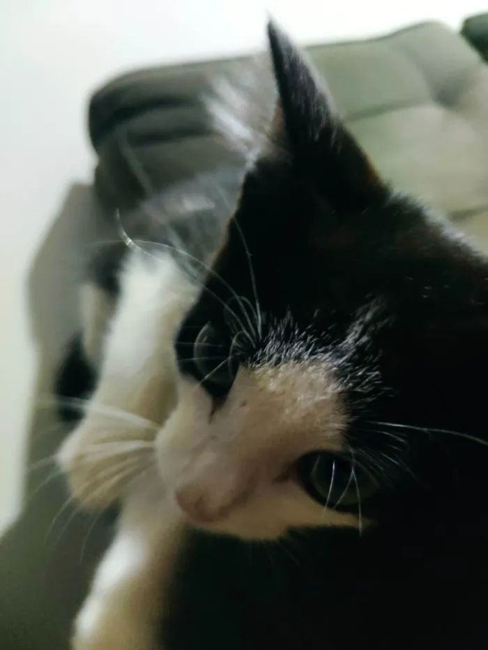 Gato ra a SRD-ViraLata idade 2 a 6 meses nome Bjor