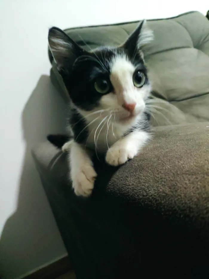 Gato ra a SRD-ViraLata idade 2 a 6 meses nome Bjor