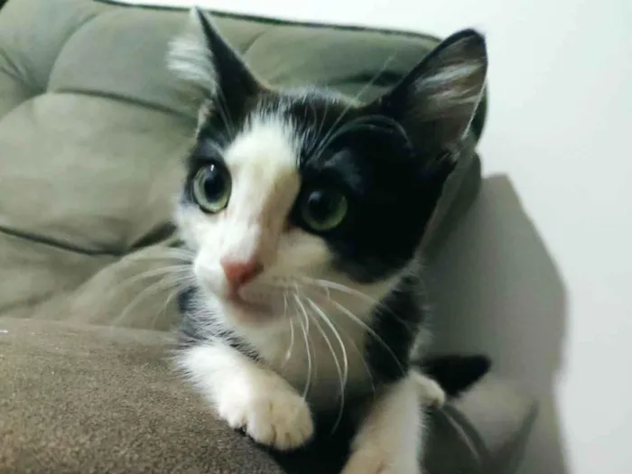 Gato ra a SRD-ViraLata idade 2 a 6 meses nome Bjor