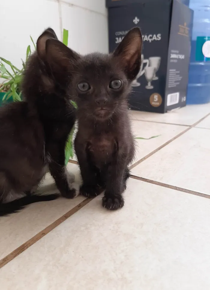 Gato ra a SRD-ViraLata idade 2 a 6 meses nome Gatinho para doação 