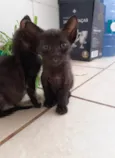 Gatinho para doação