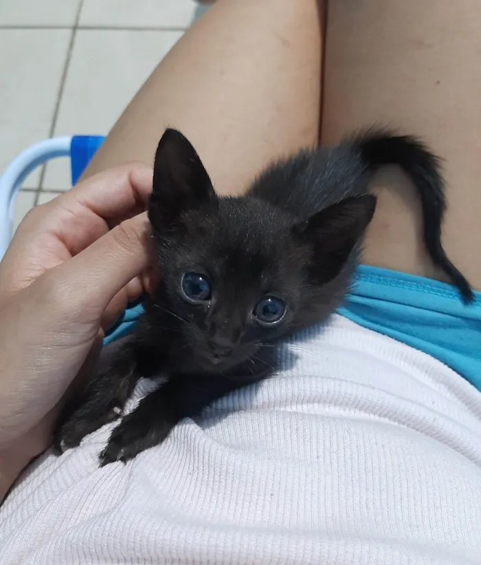 Gato ra a SRD-ViraLata idade 2 a 6 meses nome Gatinho para doação 