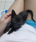 Gatinho para doação