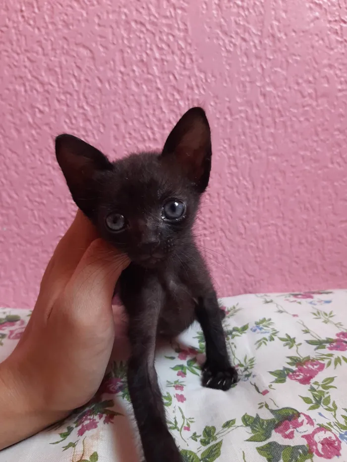 Gato ra a SRD-ViraLata idade 2 a 6 meses nome Gatinho para doação 
