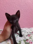 Gatinho para doação