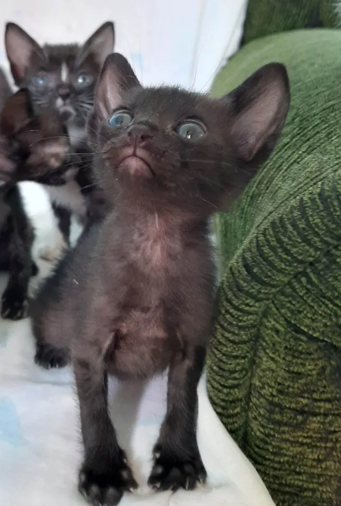 Gato ra a SRD-ViraLata idade 2 a 6 meses nome Gatinho para doação 