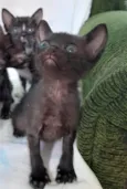 Gatinho para doação
