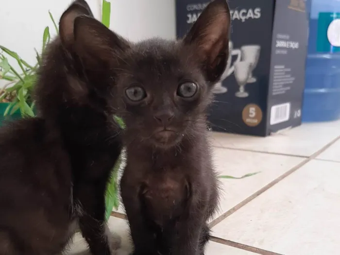 Gato ra a SRD-ViraLata idade 2 a 6 meses nome Gatinho para doação 