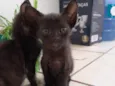 Gatinho para doação
