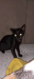 Morgana