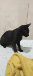Morgana