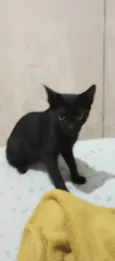 Morgana