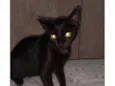 Morgana