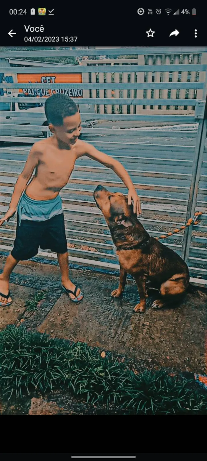 Cachorro ra a Monster Pit Bull idade 3 anos nome Zeus 